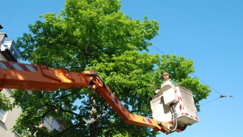 Tree Trimming & Pruning Services 1