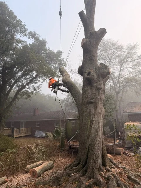heartwood tree care llc johns island sc 2026 03 05T20:35:29.225622Z 29368