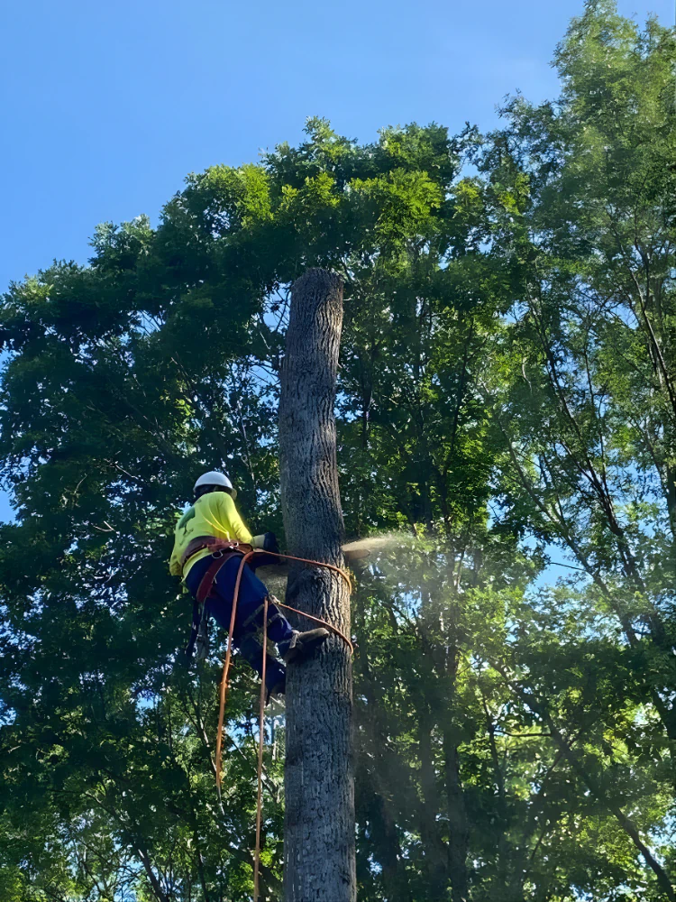 Trusted Tree Removal and Care Services in James Island, SC