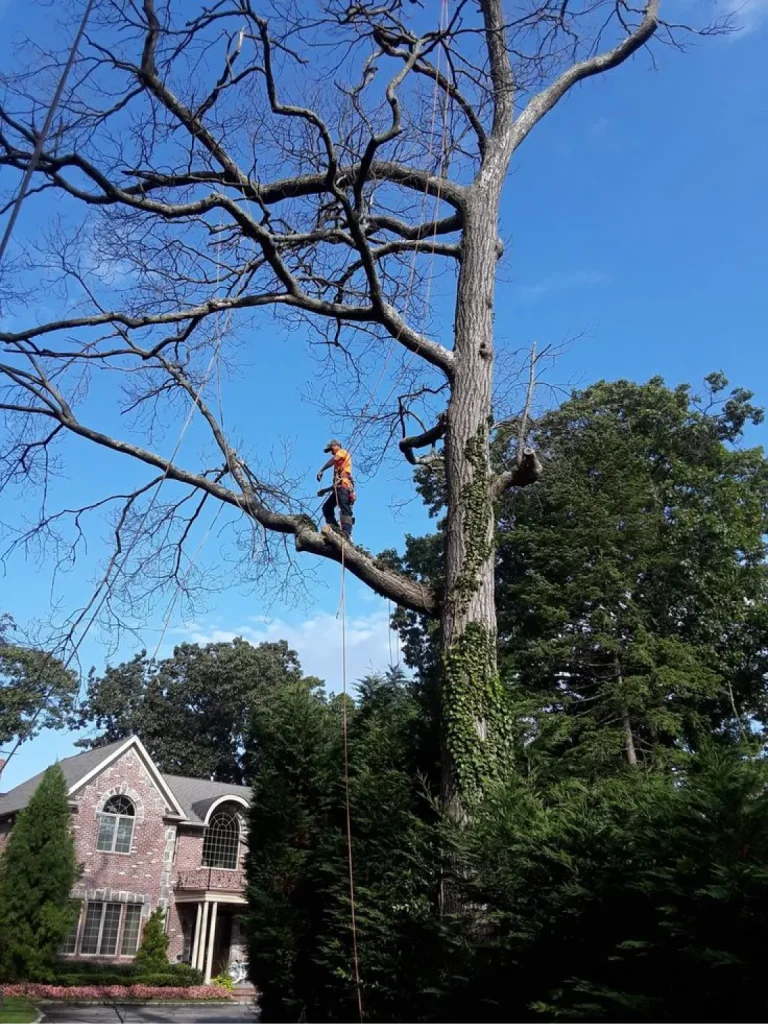 Tree Care Services